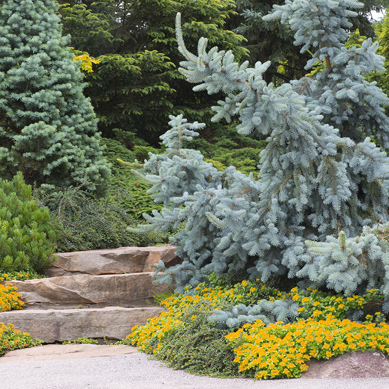 Dwarf Conifer Garden - summer