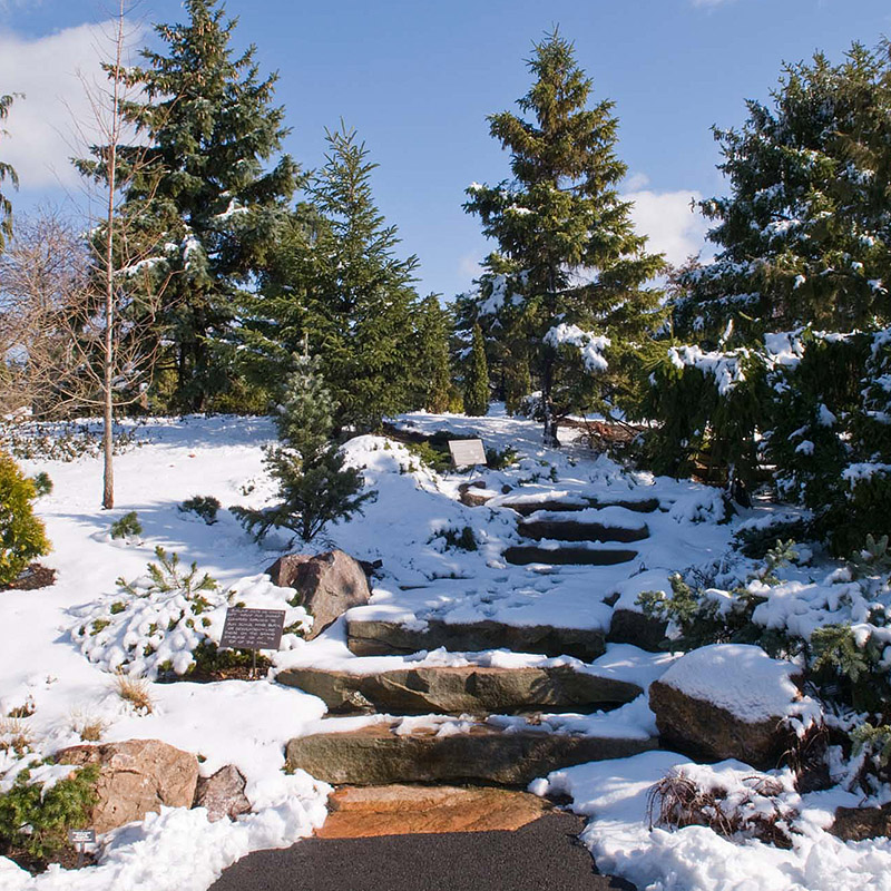 Dwarf Conifer Garden - winter
