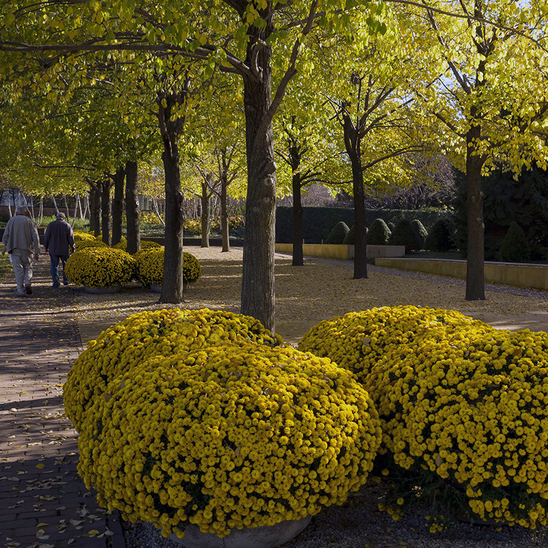 Esplanade - fall