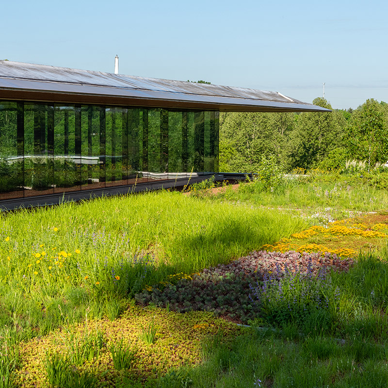 Green Roof Garden