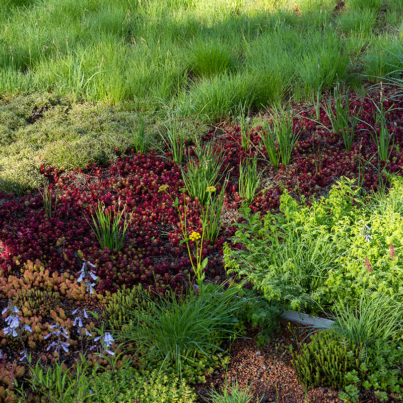 Green Roof Garden