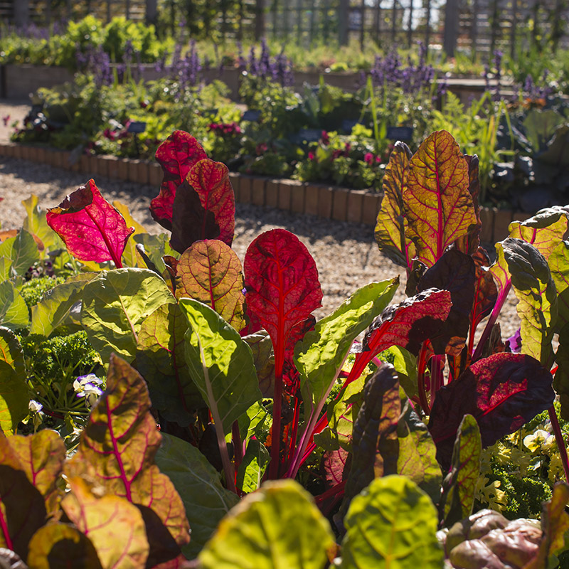 Grunsfeld Children's Garden - fall