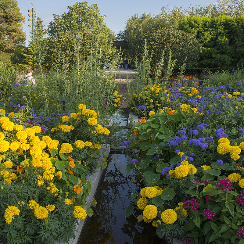 Heritage Garden - summer