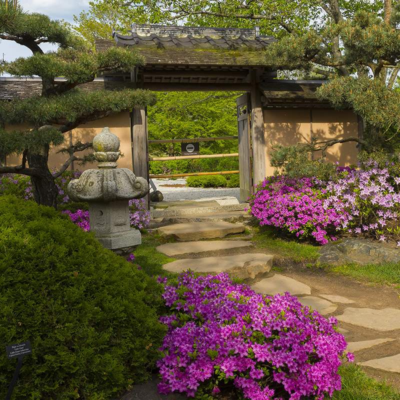 Japanese Garden - spring