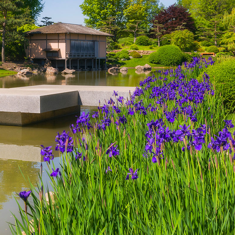 Japanese Garden - summer