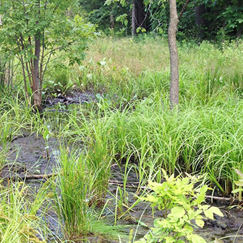 Lake Cook Natural Area - summer