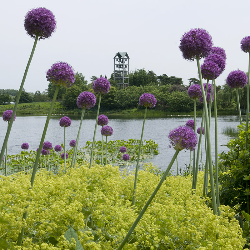 Lakeside Garden - summer
