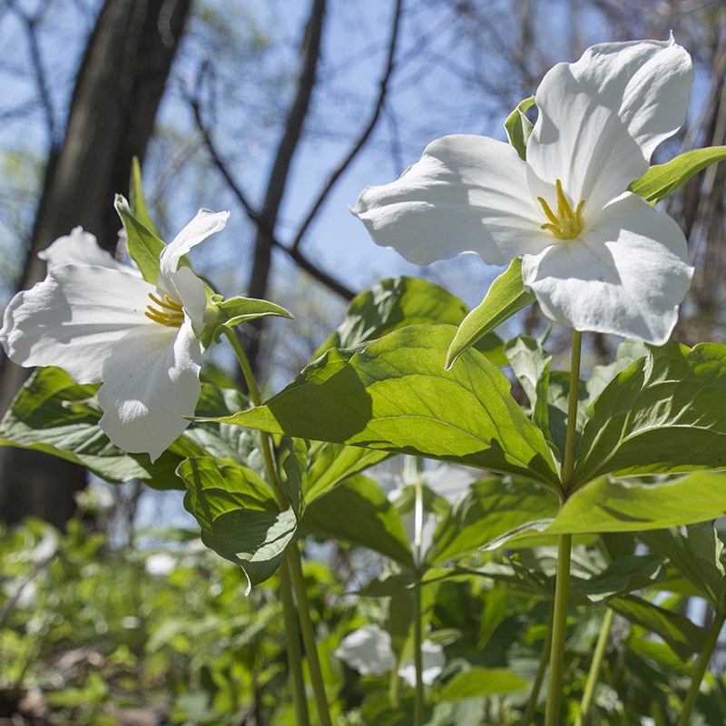 McDonald Woods - spring