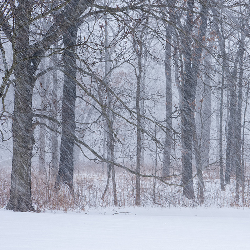 McDonald Woods - winter