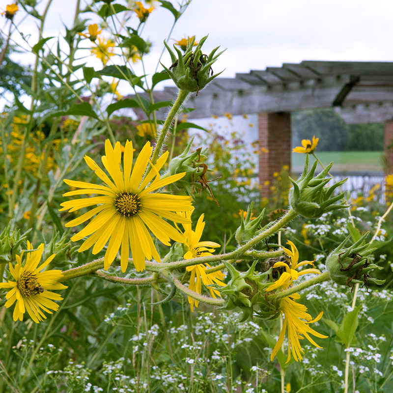 Native Garden - fall