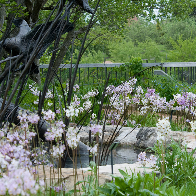 Native Garden - spring