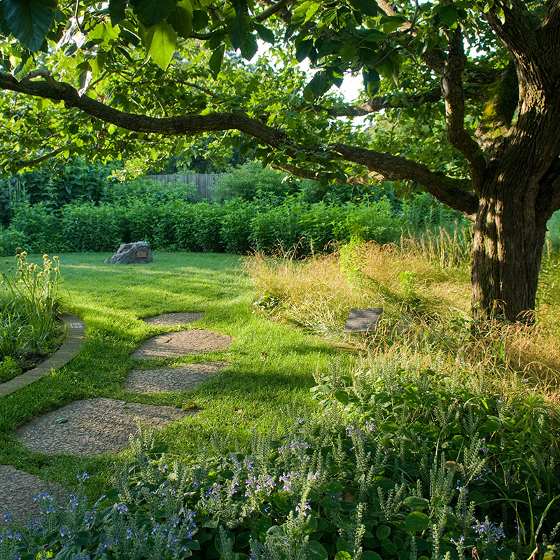 Native Garden - summer