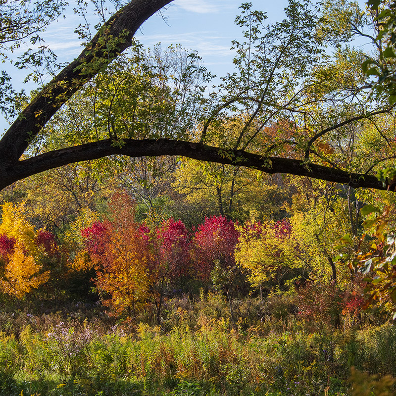 Barbara Brown Nature Reserve - fall