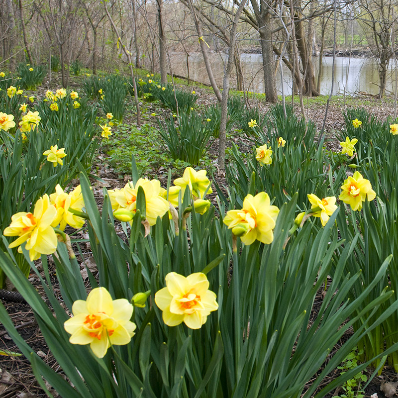 Barbara Brown Nature Reserve - spring