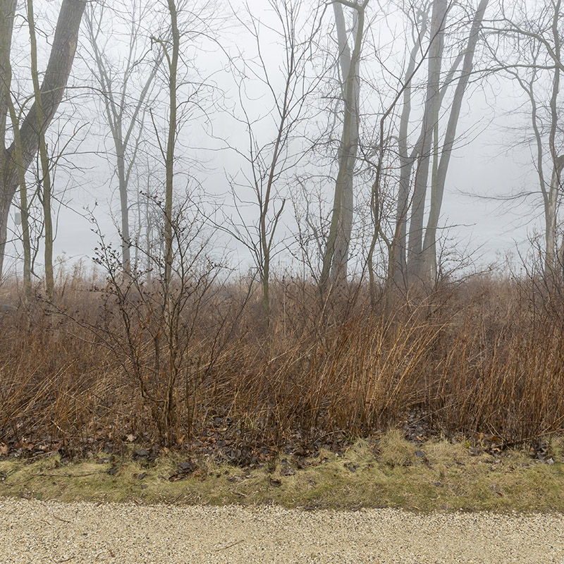 Barbara Brown Nature Reserve - winter