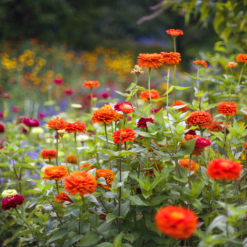 English Oak Meadow Garden - fall