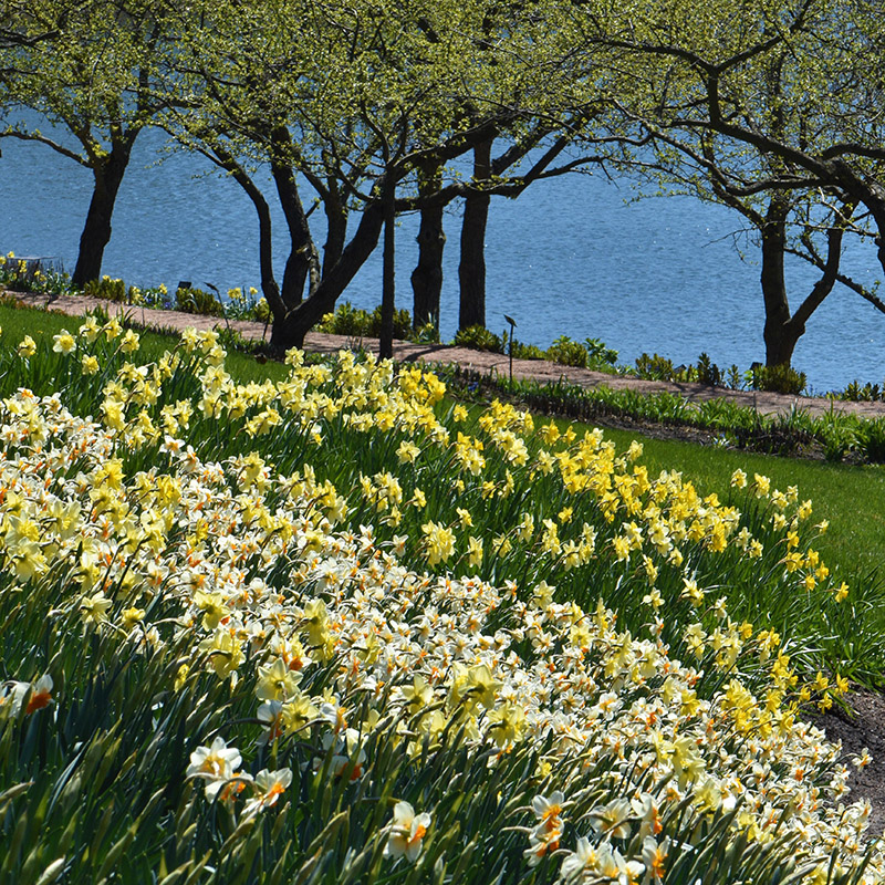 English Oak Meadow Garden - spring