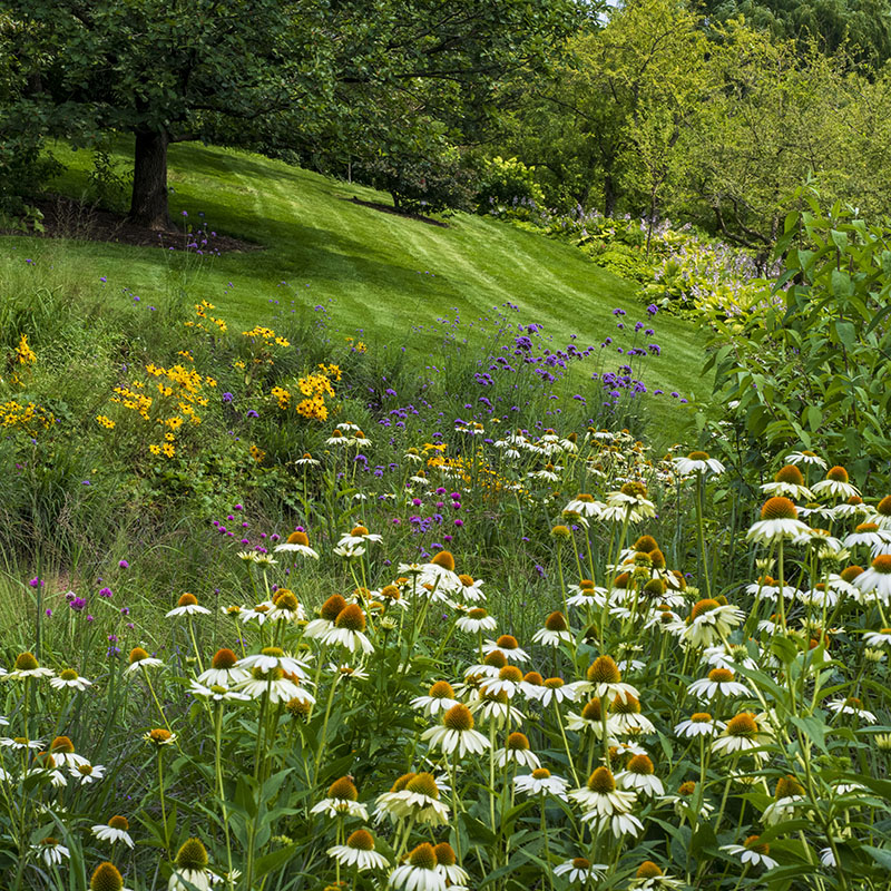English Oak Meadow Garden - summer