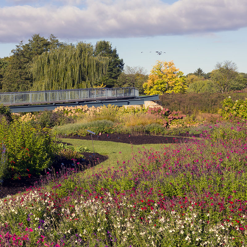Lavin Plant Evaluation Garden - fall