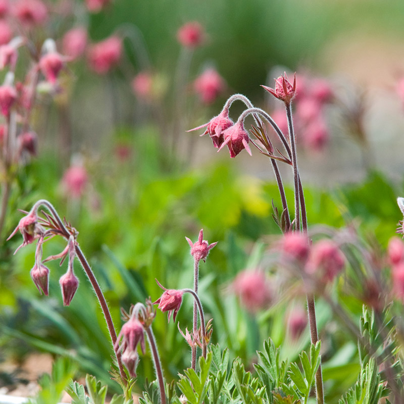 Dixon Prairie - spring