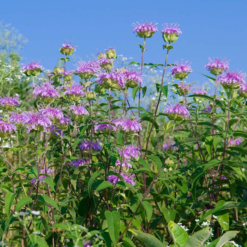 Dixon Prairie - summer