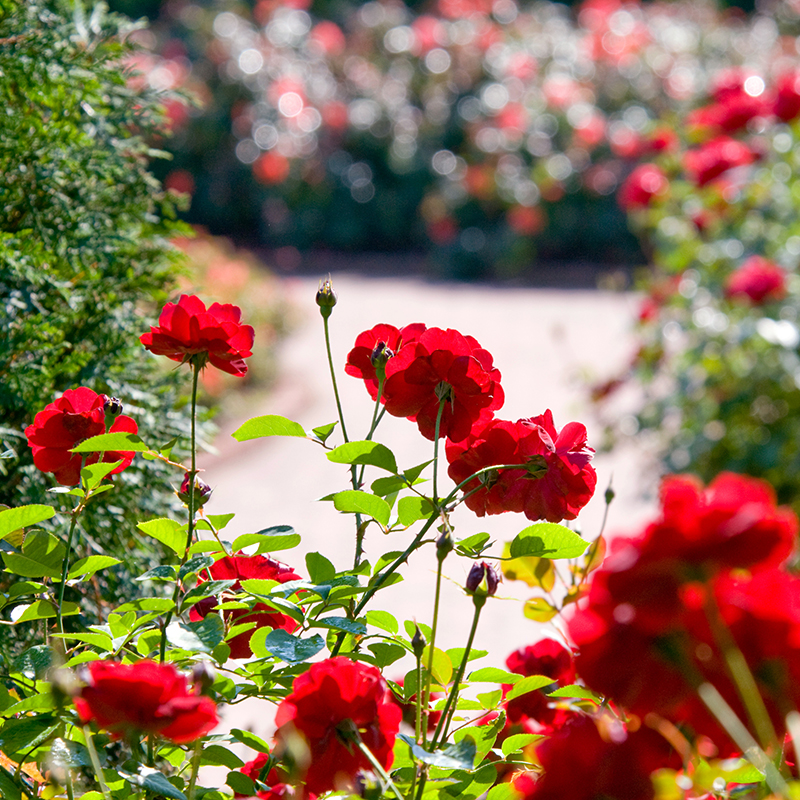 Rose Garden - fall