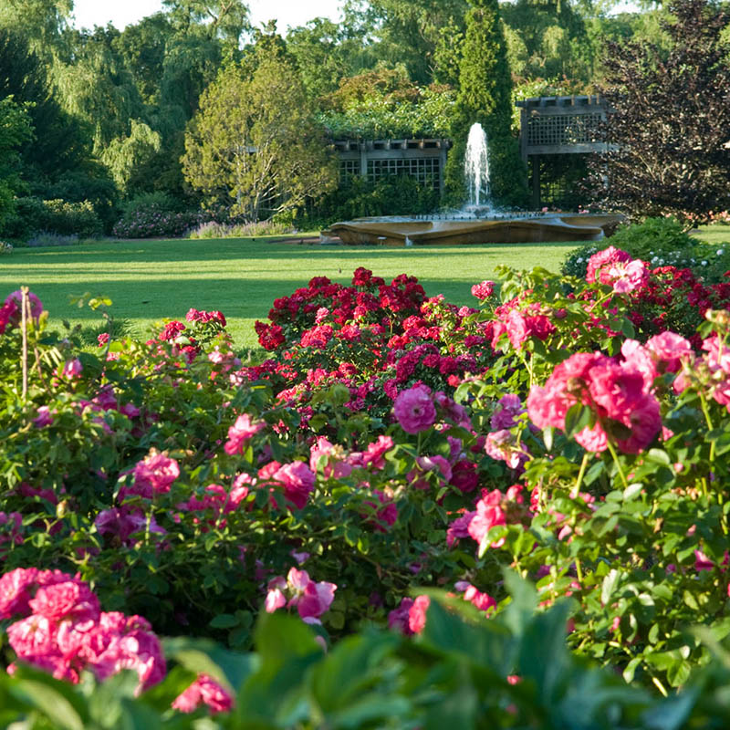 Rose Garden - summer