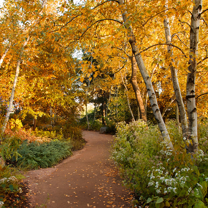 Sensory Garden - fall