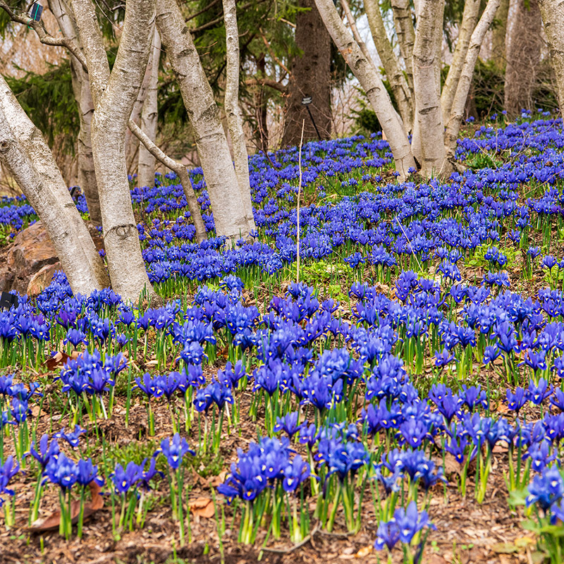 Sensory Garden - spring