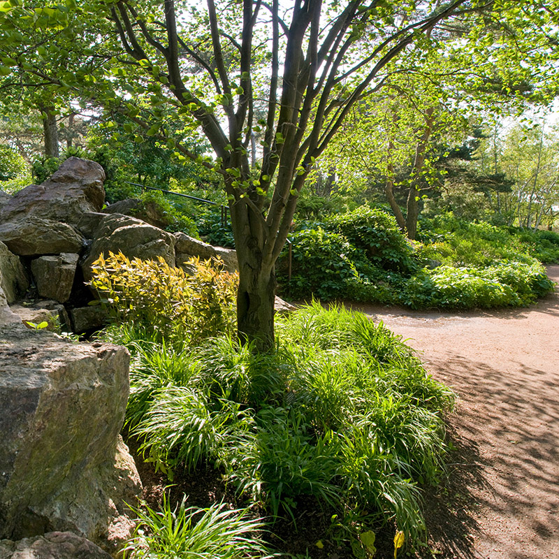 Sensory Garden - summer