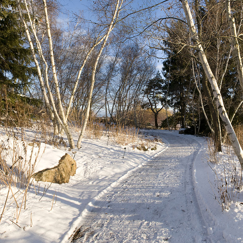 Sensory Garden - winter