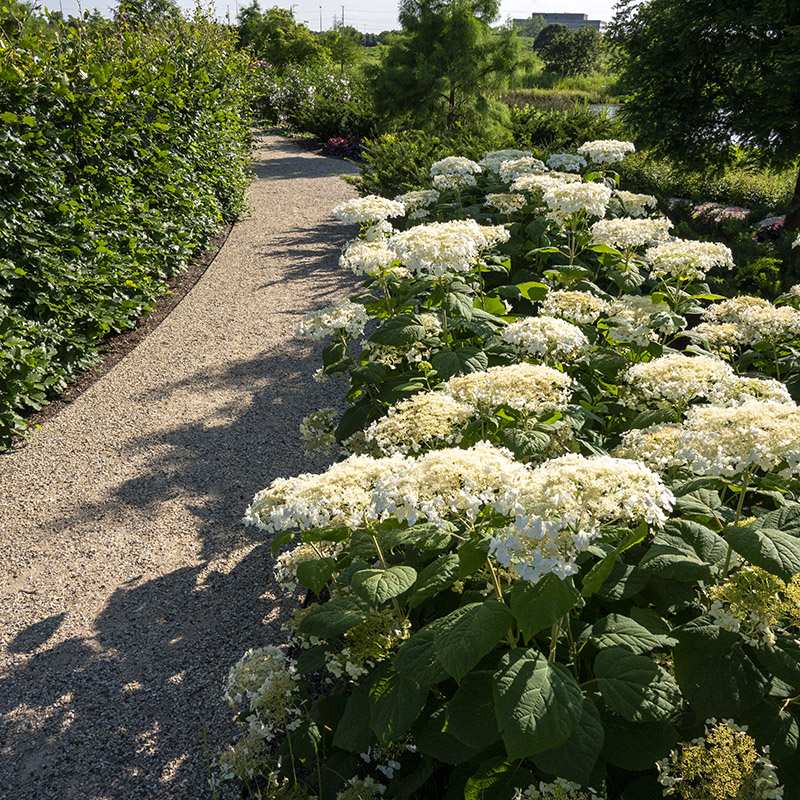 Shida Garden - summer