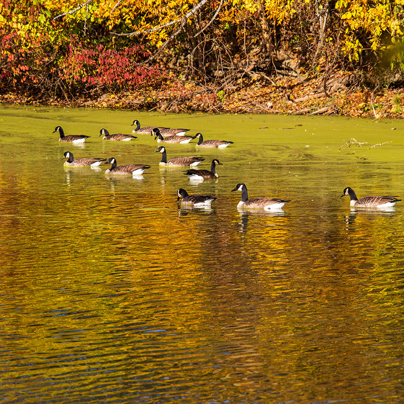 Shorelines - fall
