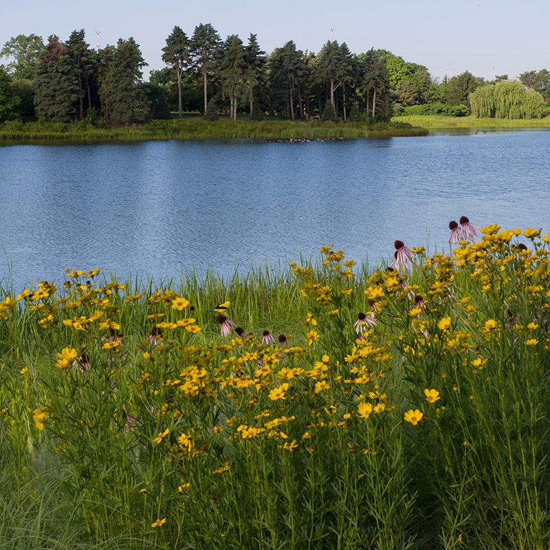 Shorelines - summer