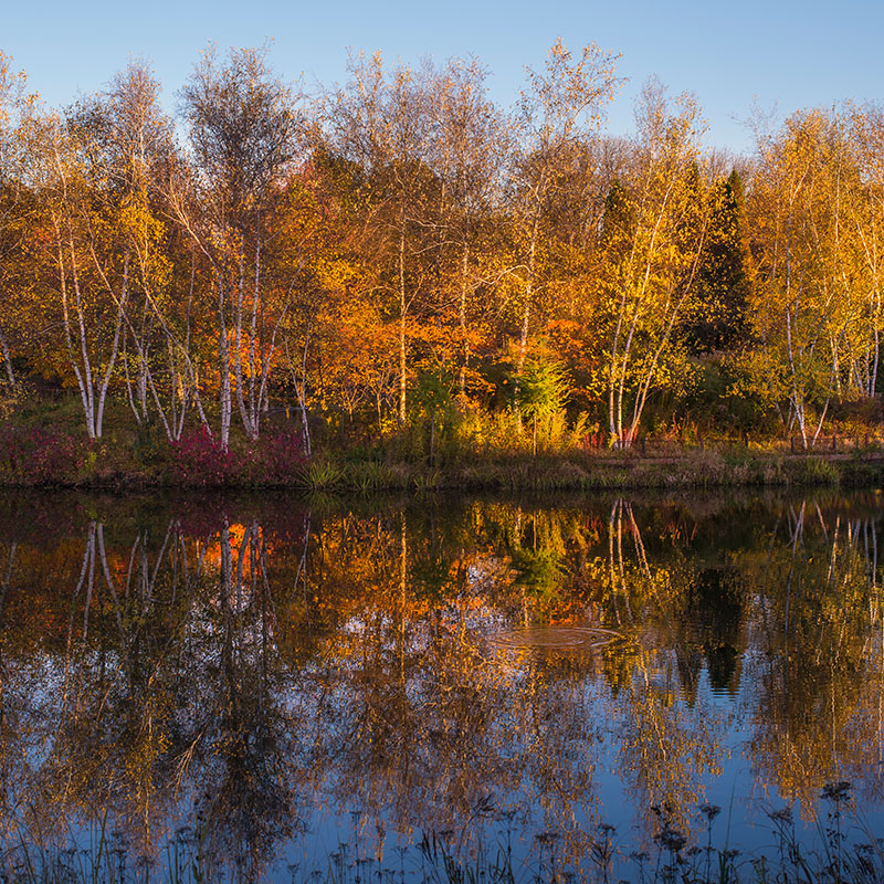 Spider Island - fall