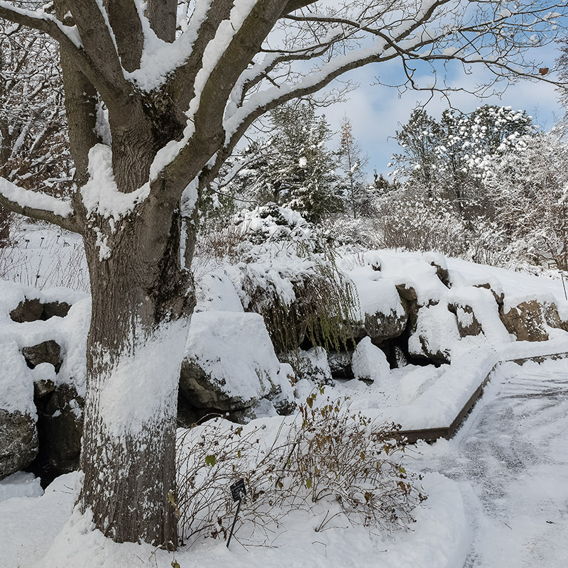 Waterfall Garden - winter