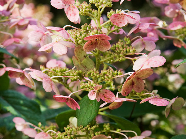 hydrangea