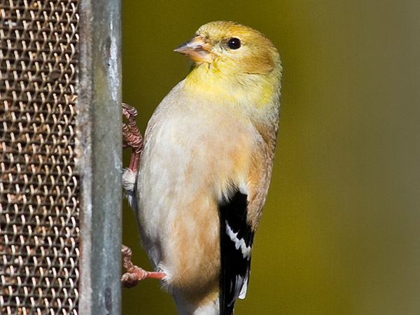 bird feeder