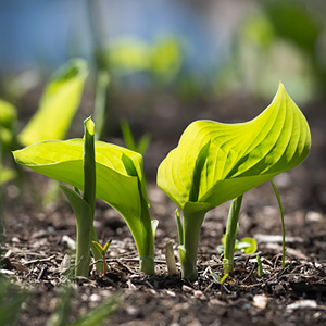 Get Started with Perennials