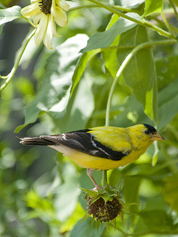 Goldfinch