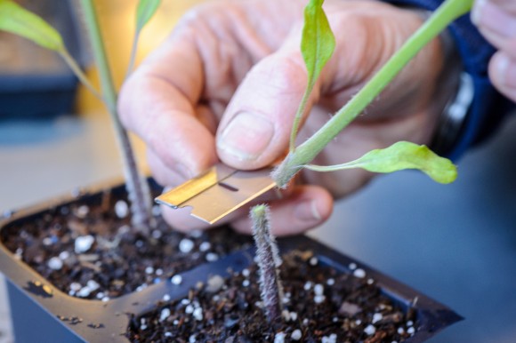 PHOTO: Slicing the top off the rootstock tomato seedling.