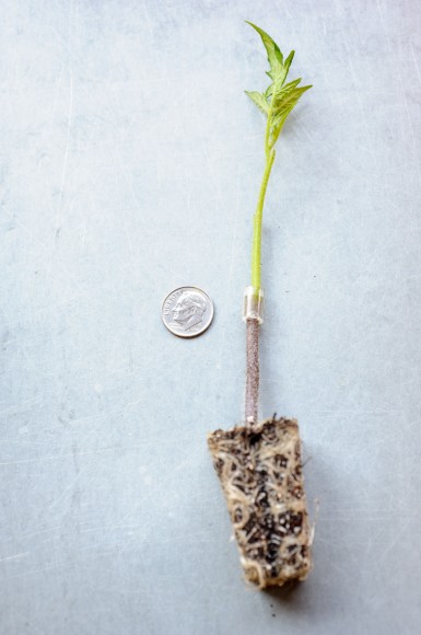 PHOTO: Tomato graft with silicon tubing holding the graft in place to heal.