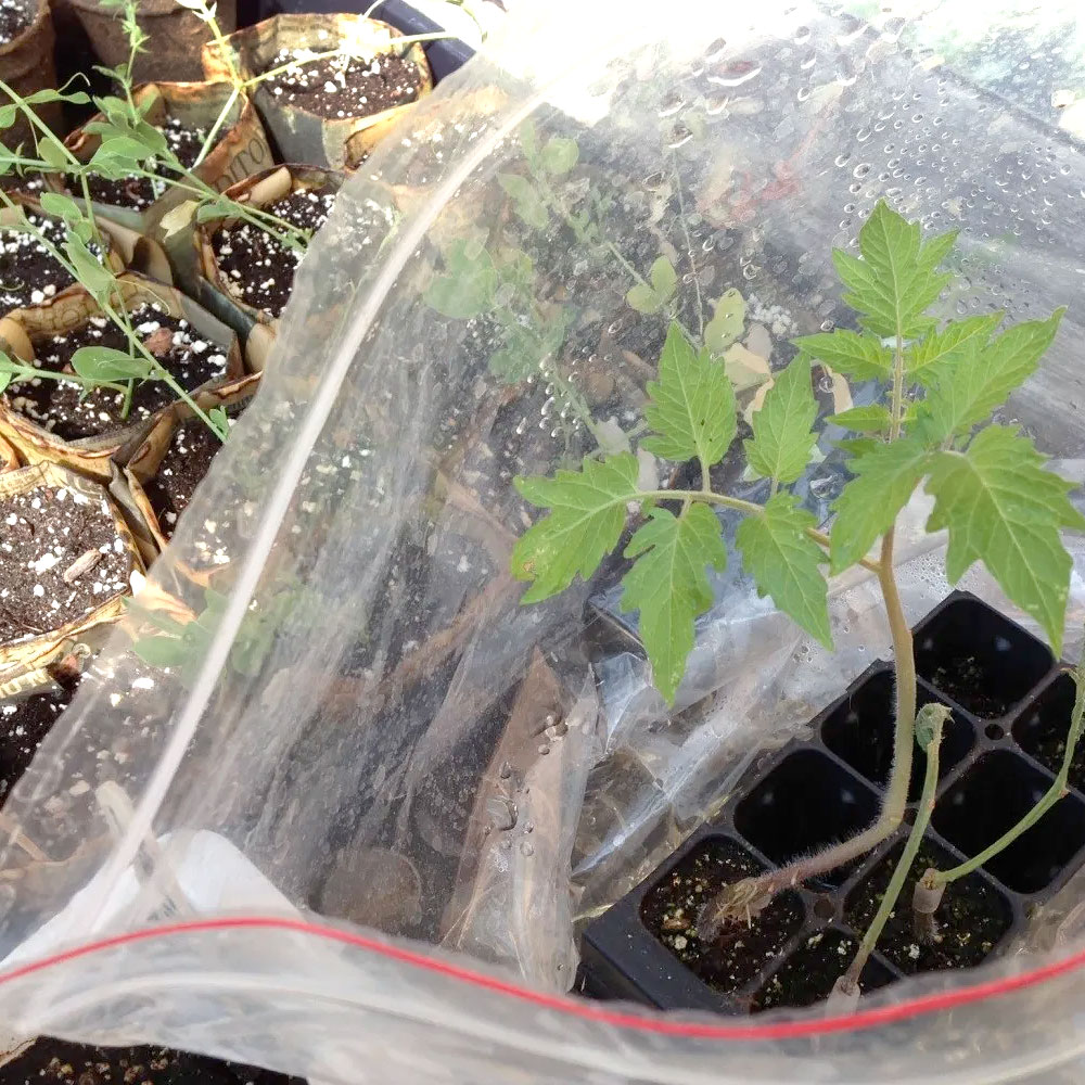 PHOTO: Grafted tomato in healing chamber.