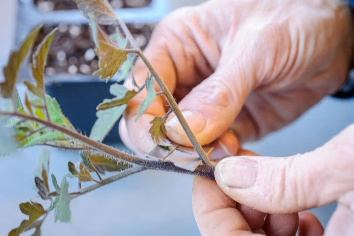 PHOTO: Removing the leaves from the tomato scion graft.