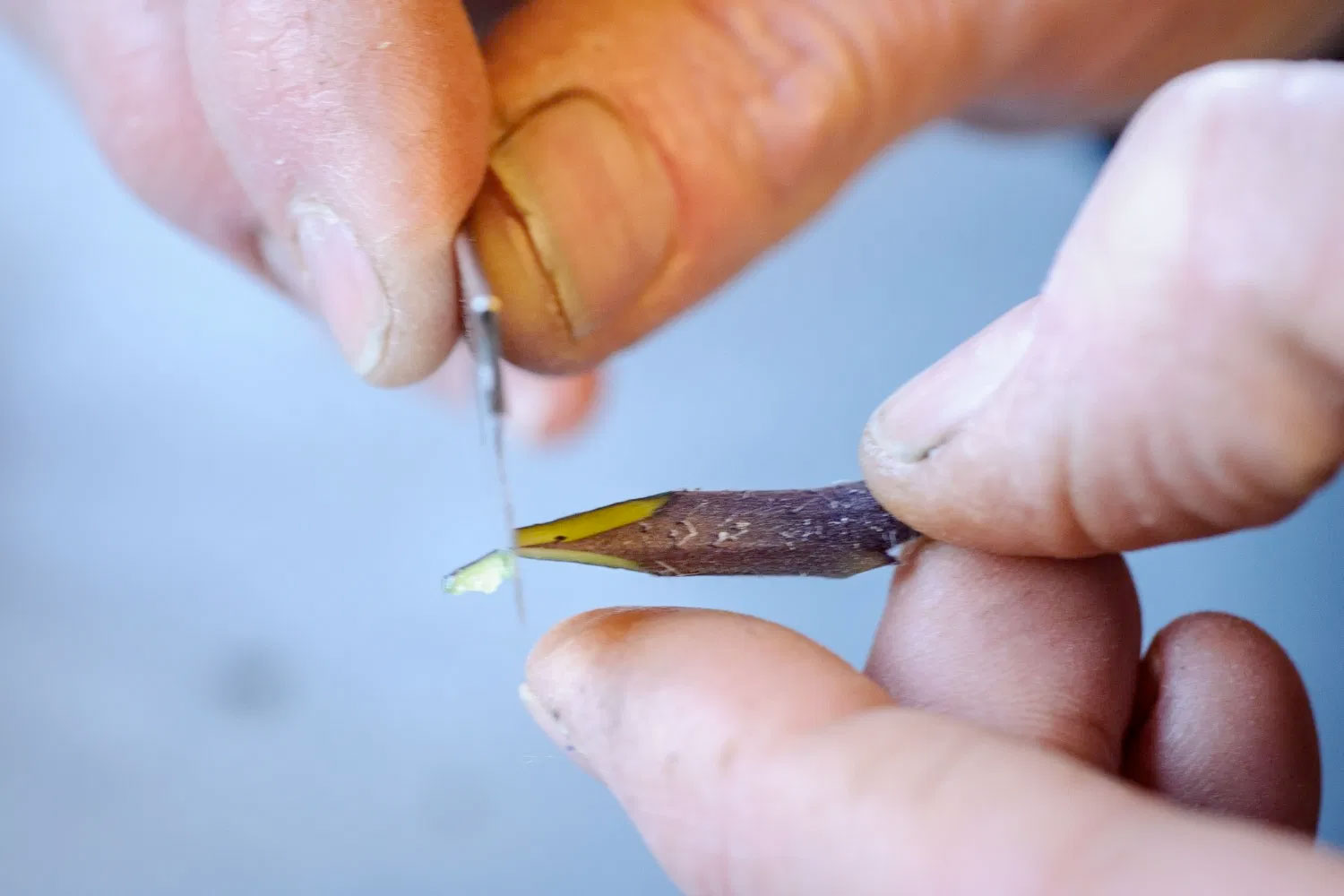 PHOTO: Sharpening the tip of the scion to a point.