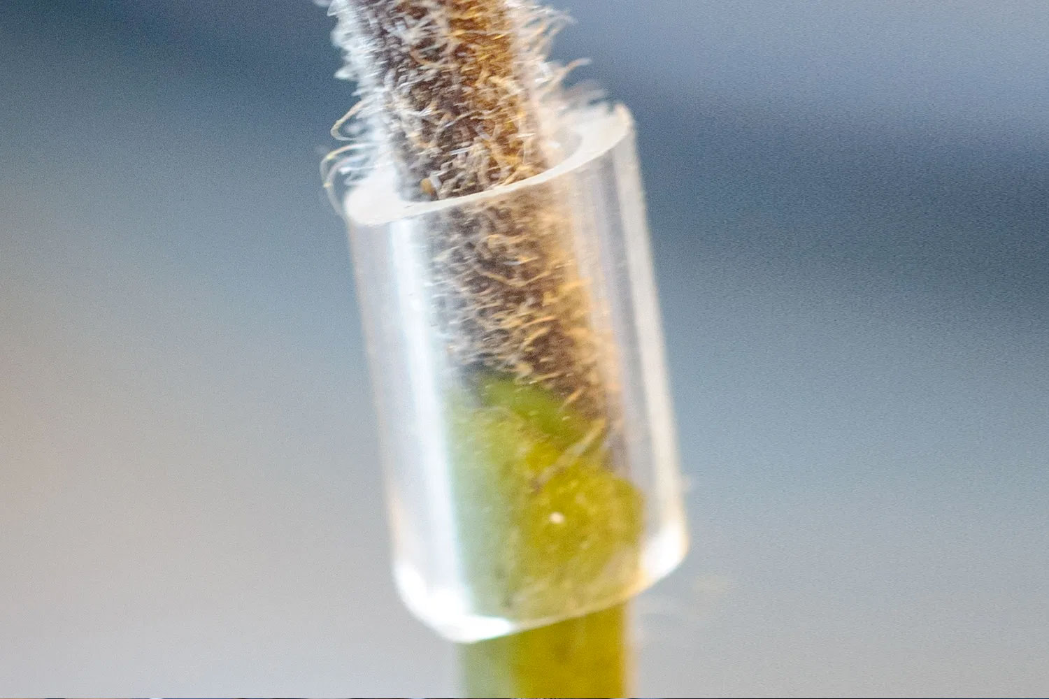 PHOTO: Closeup of the finished tomato graft.