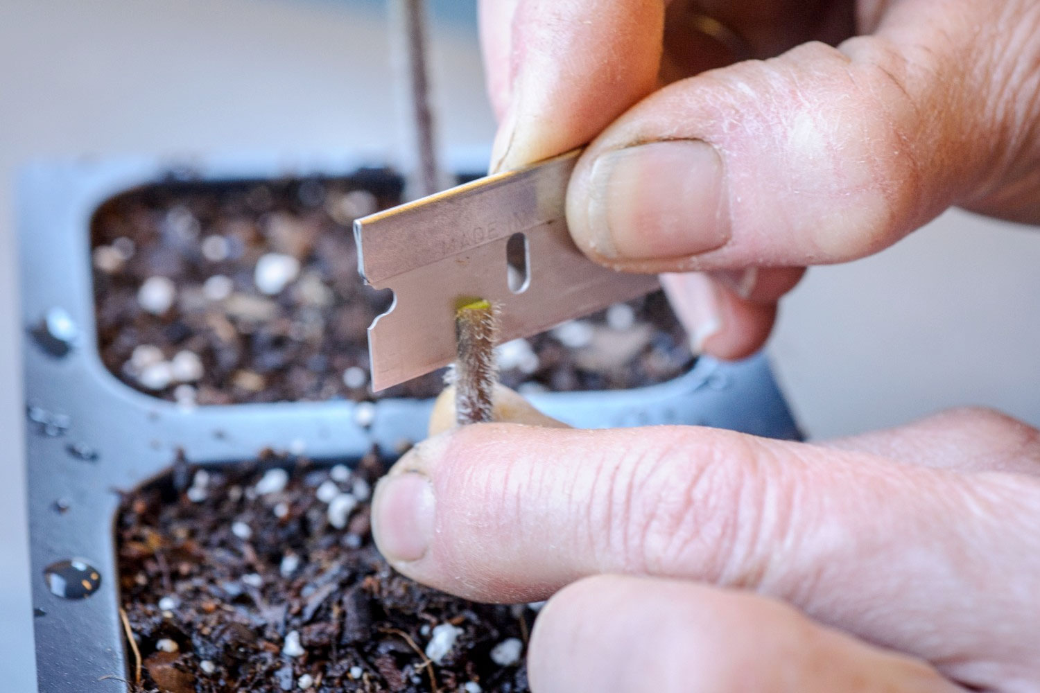 PHOTO: Slicing the top of the meristem to insert the scion graft.