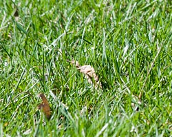 Preparing Lawn for Fall