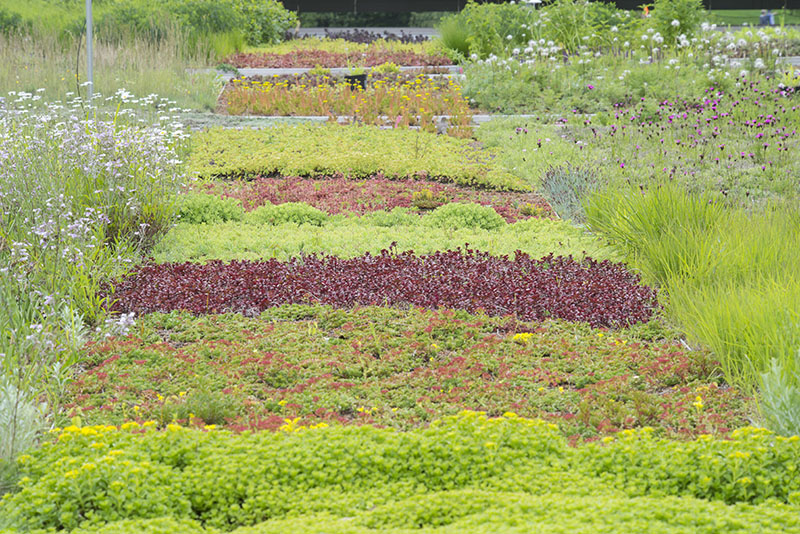 green roof