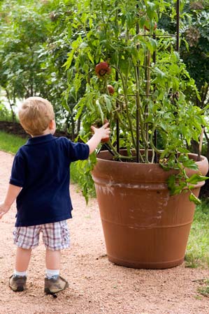 The Regenstein Fruit and Vegetable Garden